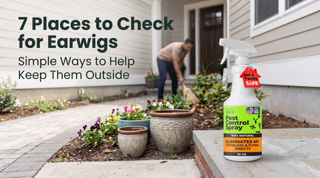 Earwigs in Your Home? 7 Places to Check Before They Keep Coming Back