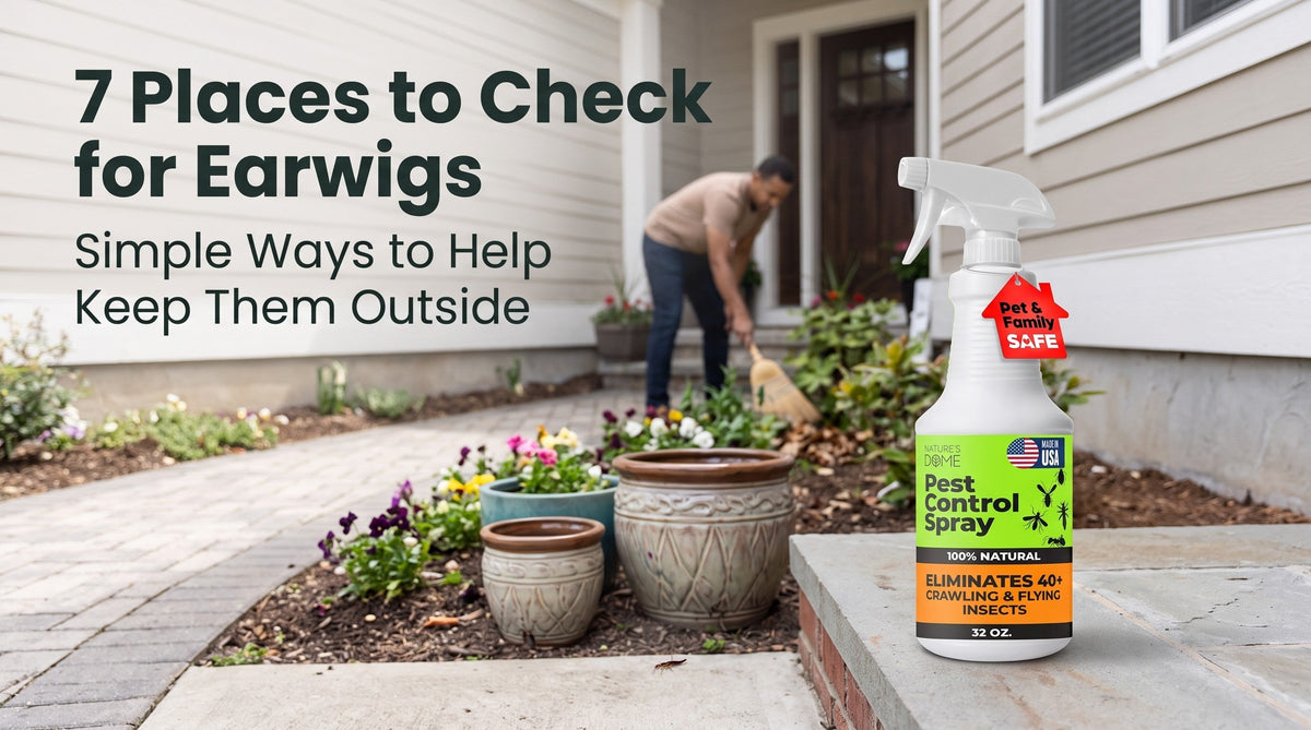 Earwigs in Your Home? 7 Places to Check Before They Keep Coming Back