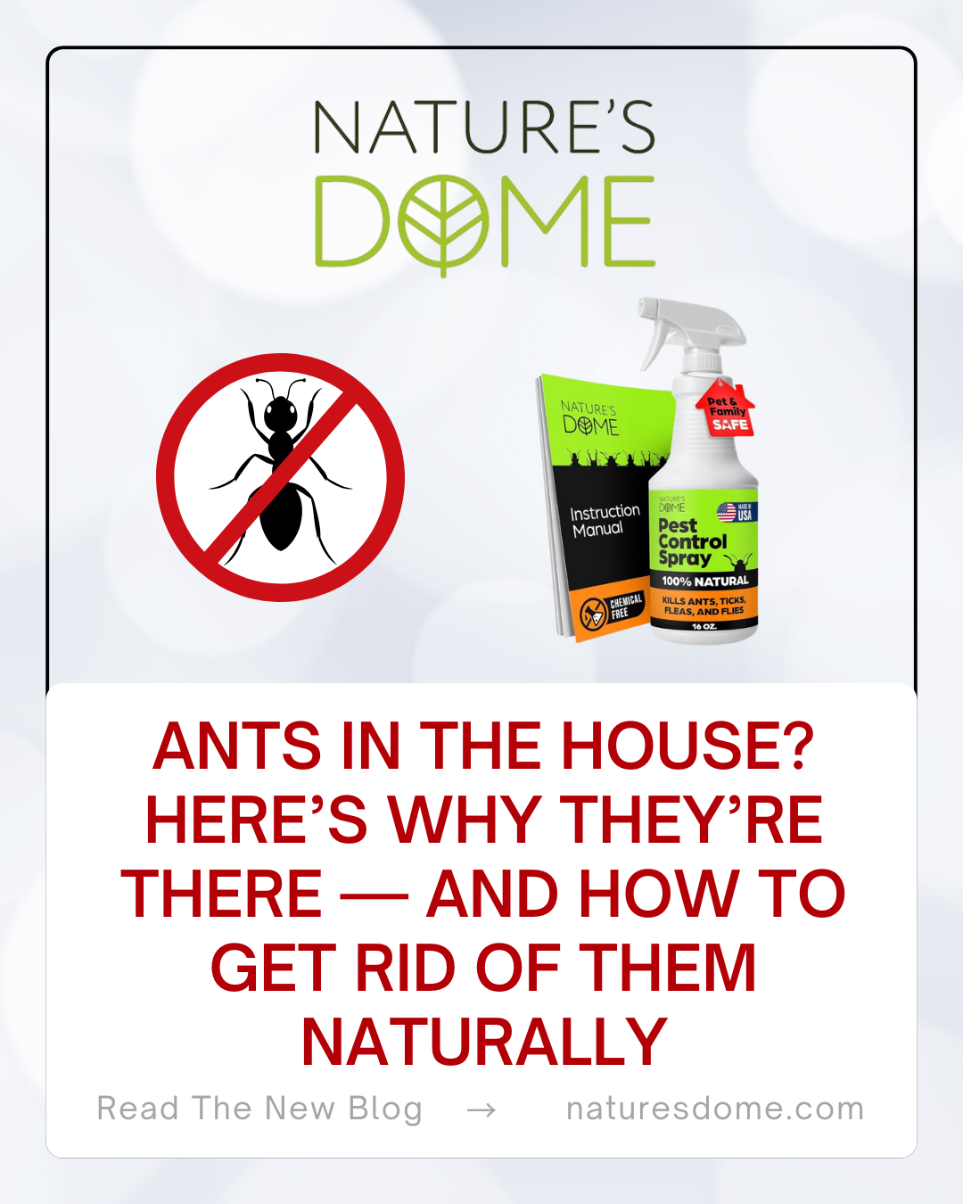 Ants in the House? Here’s Why They’re There — and How to Get Rid of Them Naturally