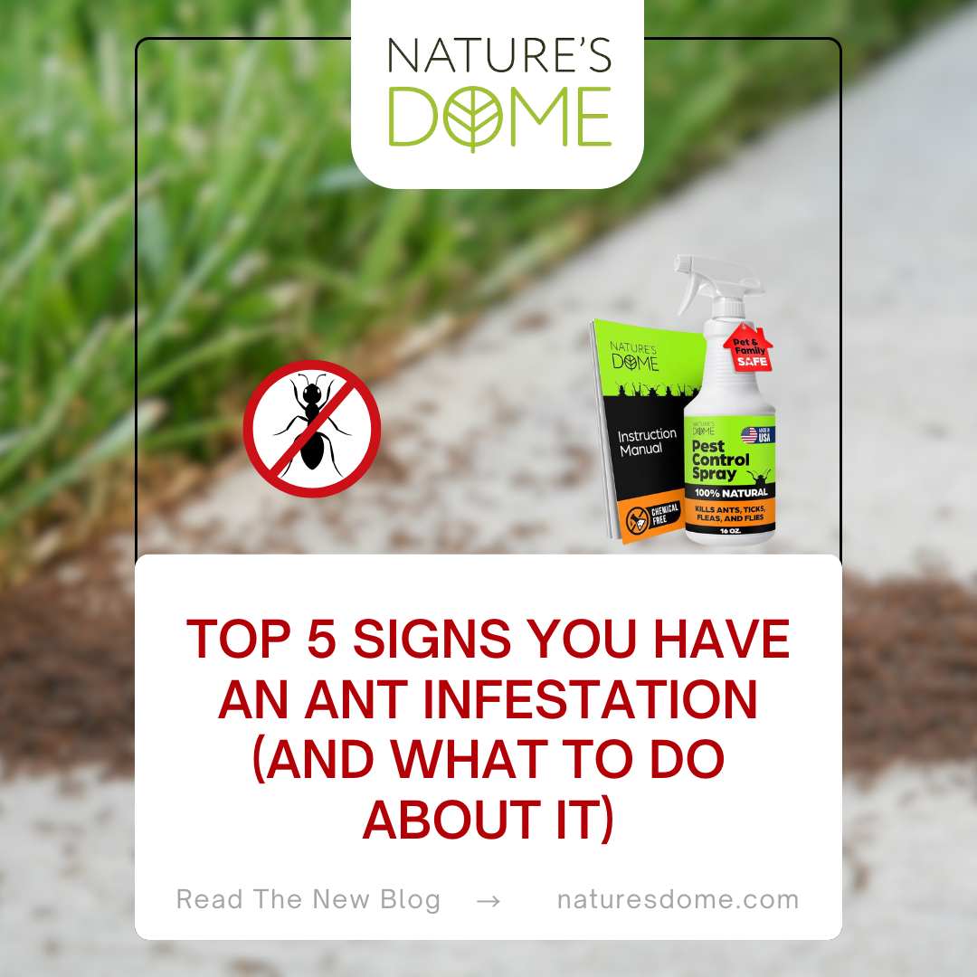 Top 5 Signs You Have an Ant Infestation (and What to Do About It)