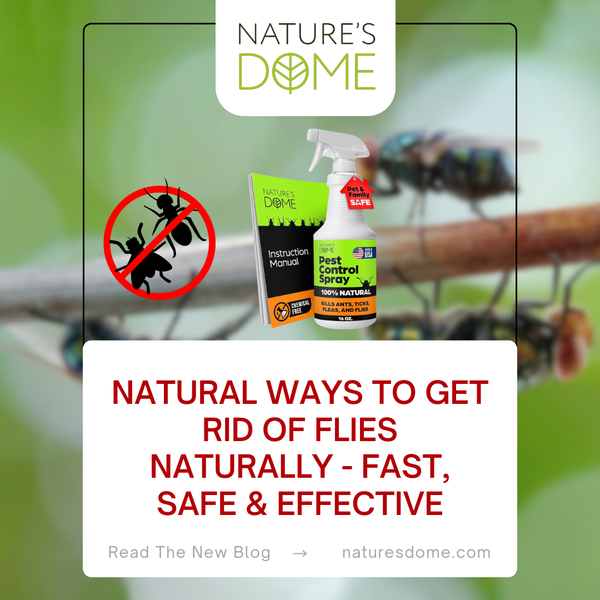 Natural Ways to Get Rid of Flies Naturally - Fast, Safe & Effective