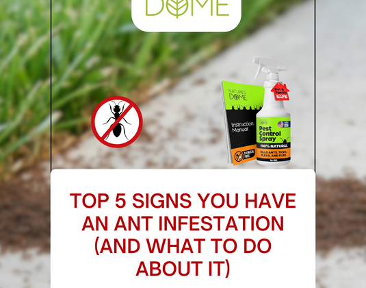 Top 5 Signs You Have an Ant Infestation (and What to Do About It)