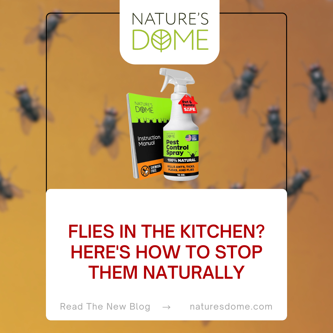 Flies in the Kitchen? Here's How to Stop Them Naturally