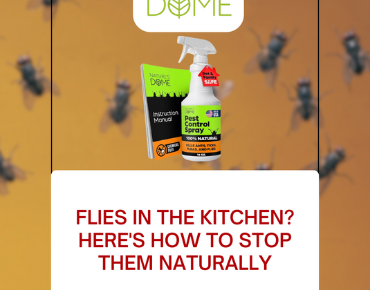 Flies in the Kitchen? Here's How to Stop Them Naturally