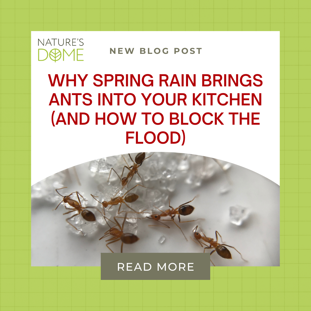 Why Spring Rain Brings Ants Into Your Kitchen (And How to Block the Flood)