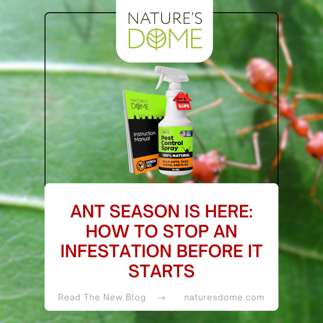 Ant Season is Here: How to Stop an Infestation Before It Starts