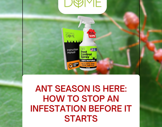 Ant Season is Here: How to Stop an Infestation Before It Starts