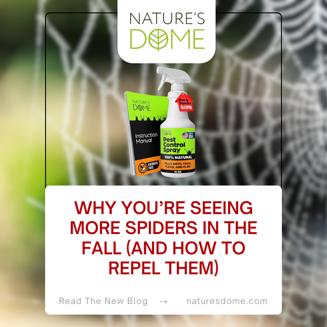 Why You’re Seeing More Spiders in the Fall (and How to Repel Them)