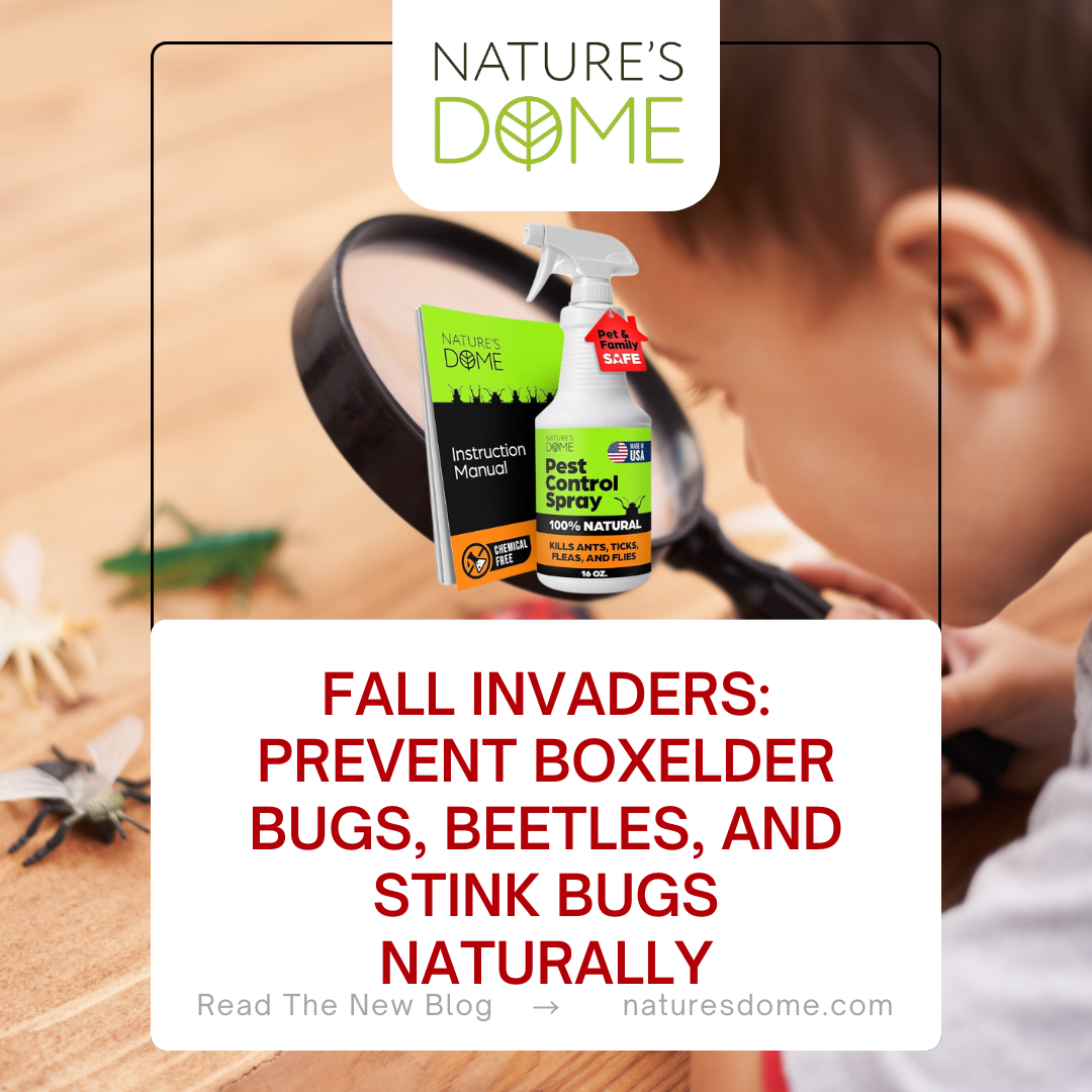 Fall Invaders: Prevent Boxelder Bugs, Beetles, and Stink Bugs Naturally