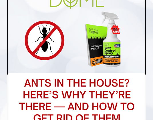 Ants in the House? Here’s Why They’re There — and How to Get Rid of Them Naturally