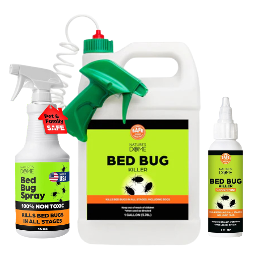 Bed Bugs